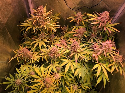 Growreport Bild 1