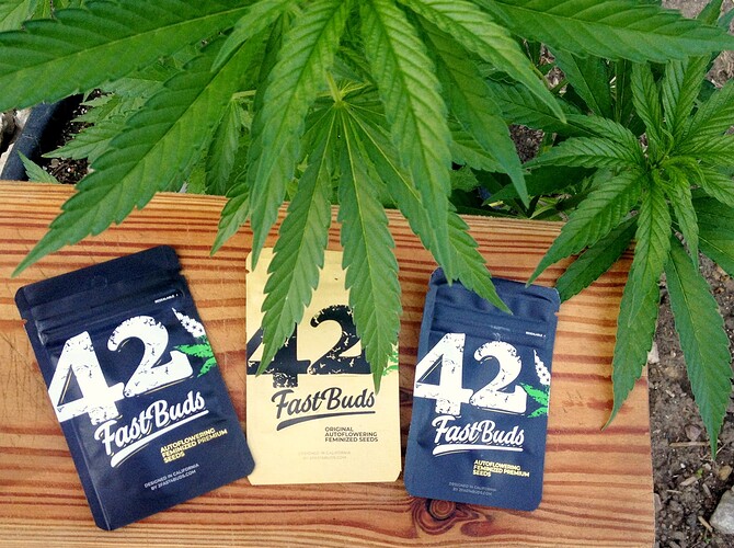 058_FastBudsSeeds1