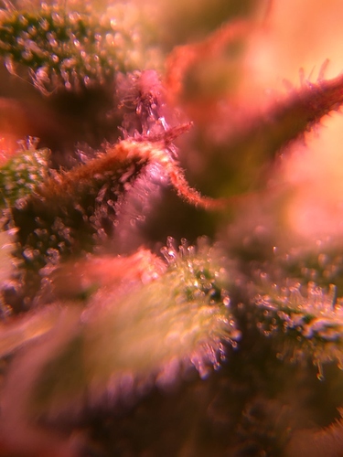 Growreport Bild 31