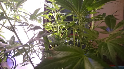 Growreport Bild 7