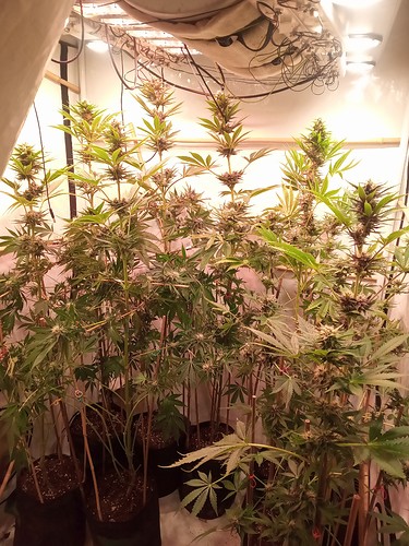 Growreport Bild 34