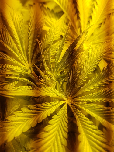 Growreport Bild 5
