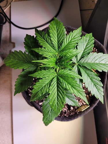 Growreport Bild 7