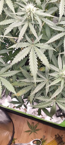 Growreport Bild 16