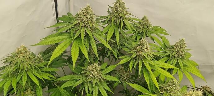 Growreport Bild 5