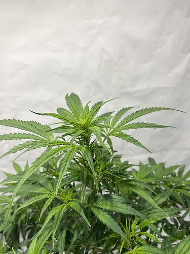 Growreport Bild 21