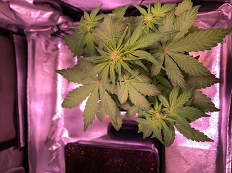 Growreport Bild 21