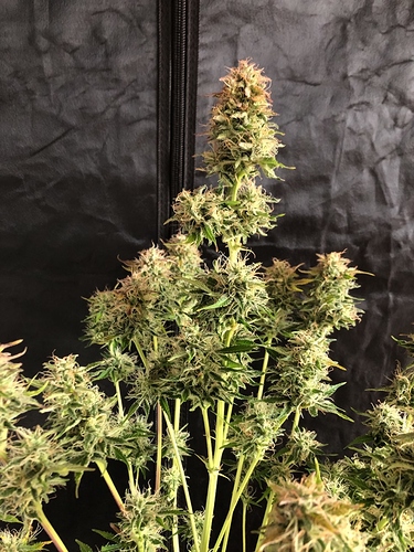 Growreport Bild 7
