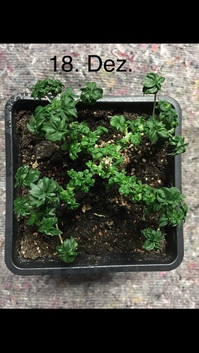 Growreport Bild 8