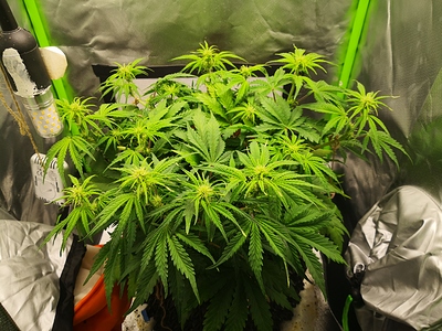 Growreport Bild 6