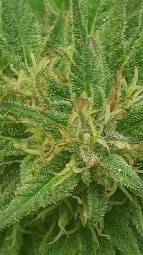 Growreport Bild 26
