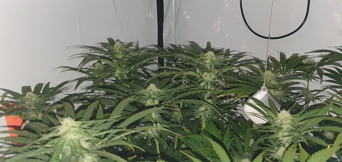 Growreport Bild 4