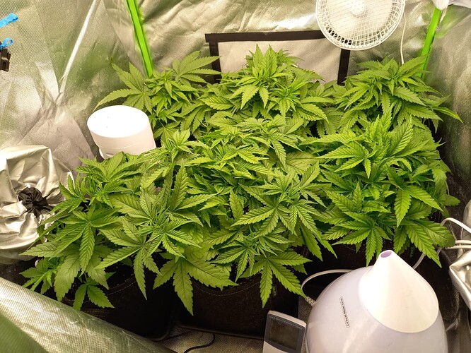 Growreport Bild 2