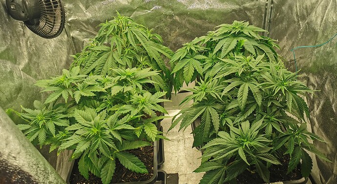 Growreport Bild 36