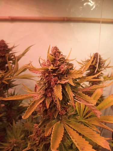 Growreport Bild 21