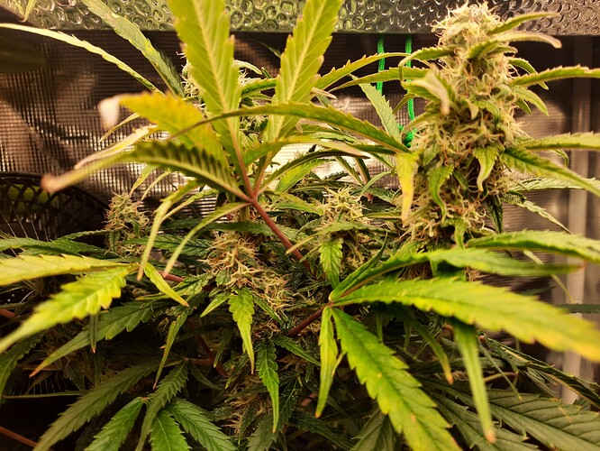 Growreport Bild 3