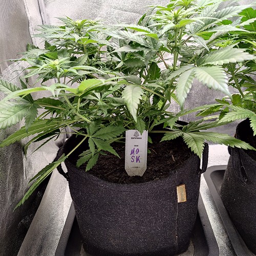 Growreport Bild 2