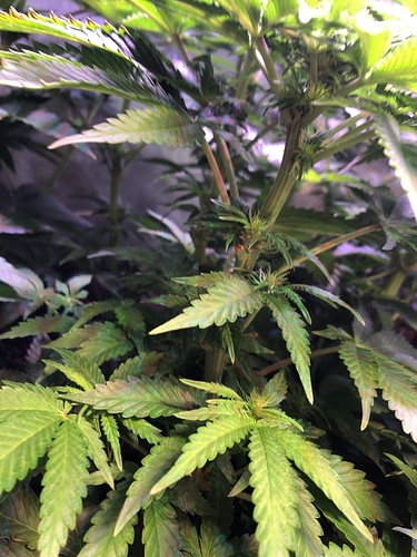 Growreport Bild 17