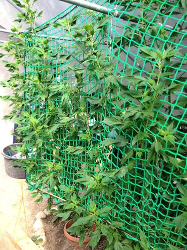 Growreport Bild 20