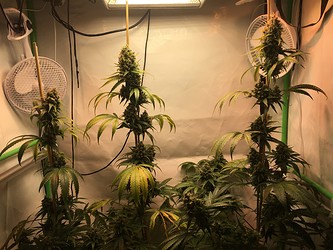 Growreport Bild 3