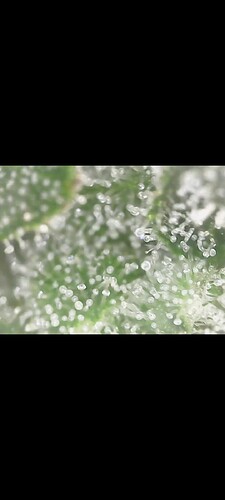 Screenshot_20220906-201502_Gallery