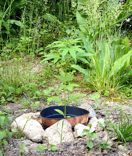 Growreport Bild 12