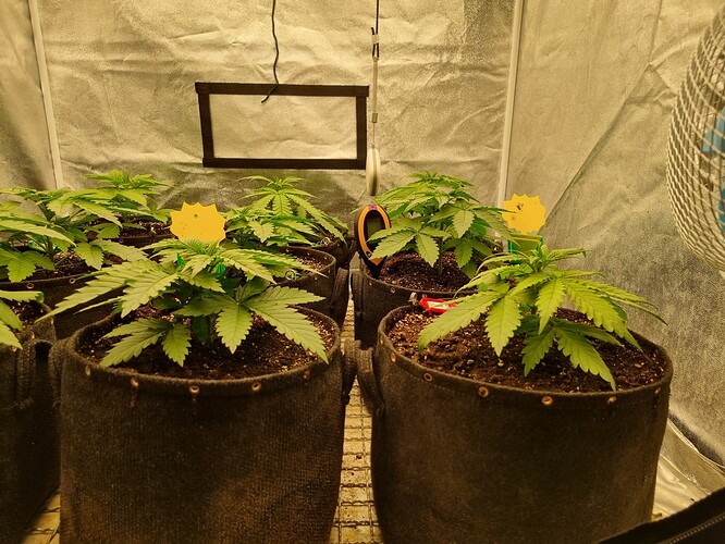 Growreport Bild 3