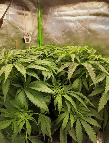 Growreport Bild 4