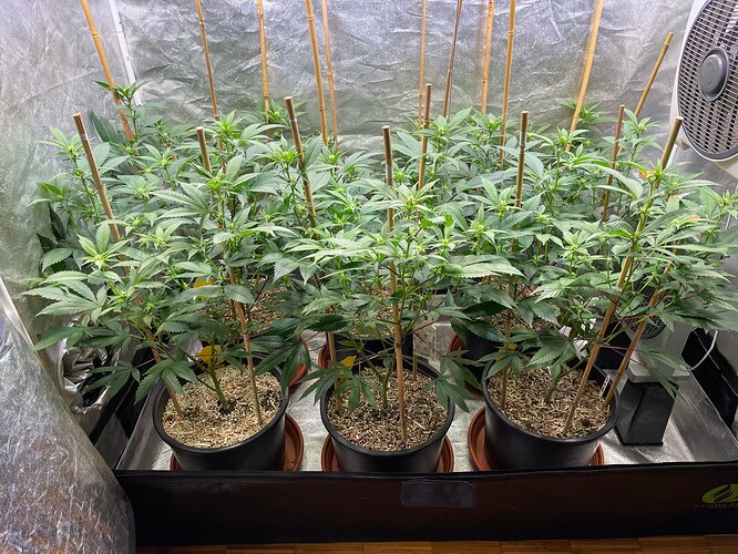 Growreport Bild 2