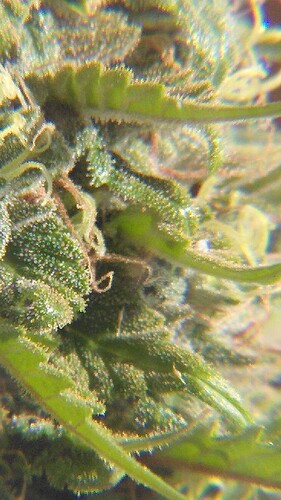 Growreport Bild 9