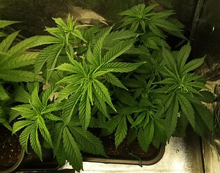 Growreport Bild 18