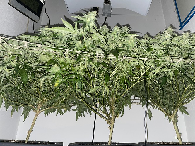 Growreport Bild 11