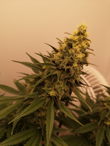 Growreport Bild 4