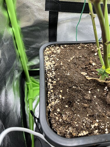 Growreport Bild 19