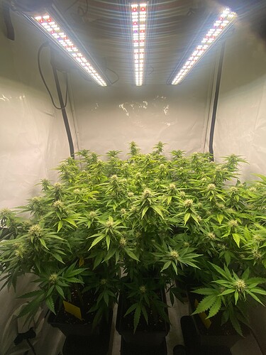 Growreport Bild 4