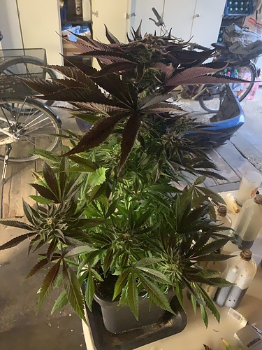 Growreport Bild 8