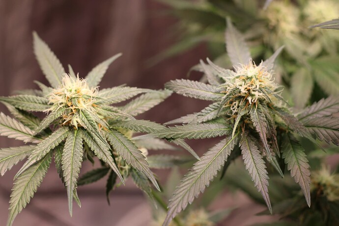 Growreport Bild 4