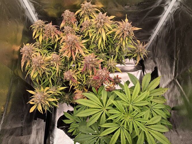 Growreport Bild 7