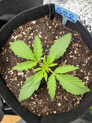 Growreport Bild 2