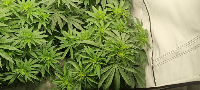 Growreport Bild 2