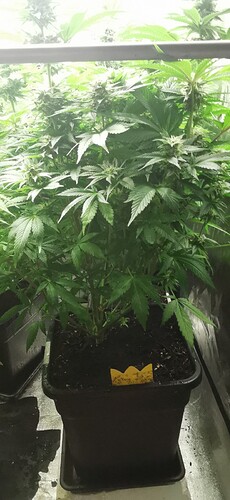Growreport Bild 8