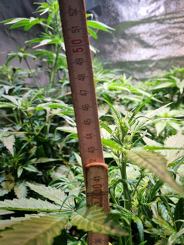 Growreport Bild 2