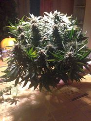 Growreport Bild 2