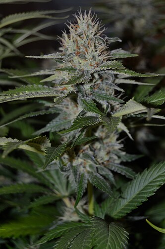 Growreport Bild 9