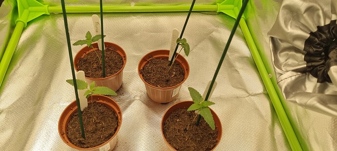Growreport Bild 23