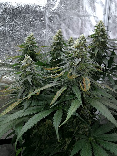 Growreport Bild 4