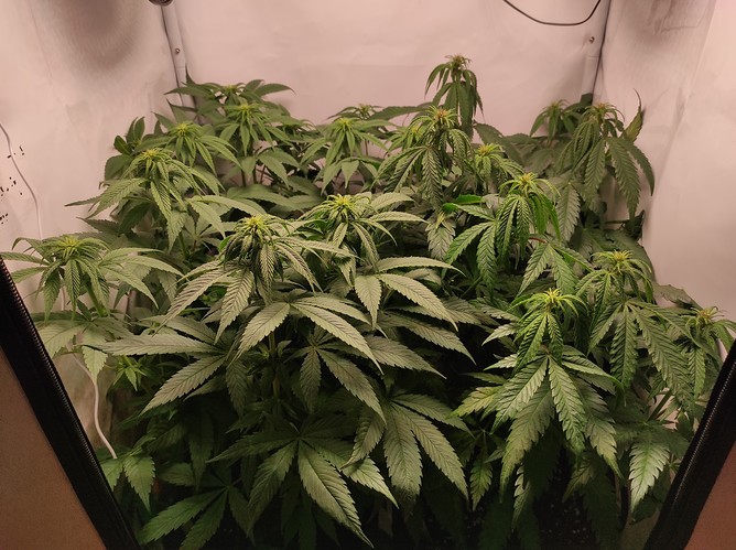 Growreport Bild 4