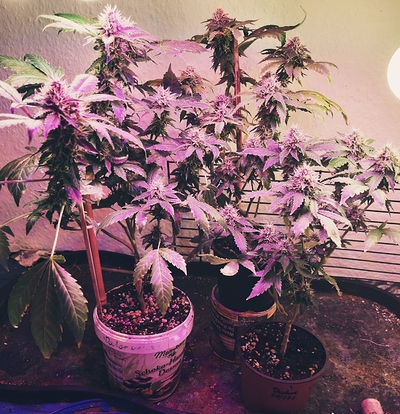 Growreport Bild 4