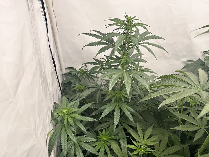 Growreport Bild 7