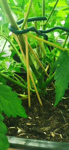Growreport Bild 13
